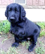 Flat Coated Retriever
